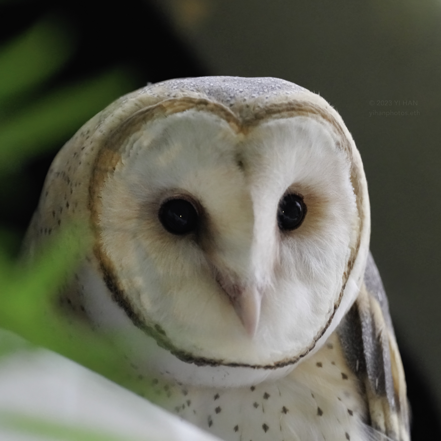 barn owl_7